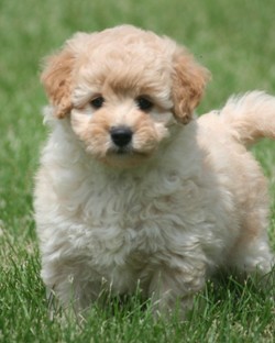 Blonde store mini goldendoodle